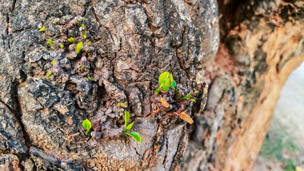 view of fresh green leaves coming out from a dry tree trunk