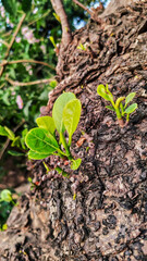 view of fresh green leaves coming out from a dry tree trunk