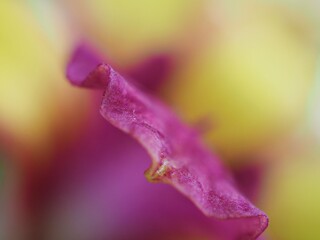 Closeup yellow petals of orchid (dendrobium nobile) flowers in garden with blurred background and...