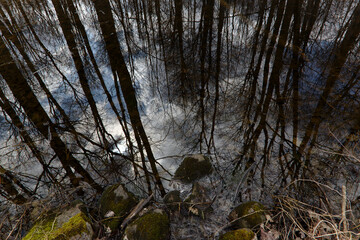 Obraz na płótnie Canvas Trees reflecting in a small pond, shot in early spring.