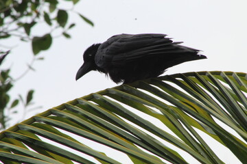crow on the tree