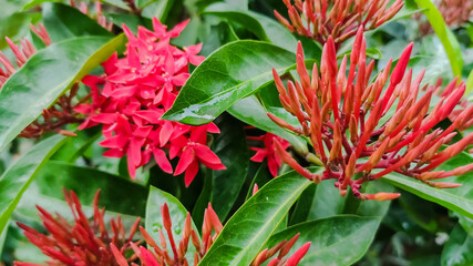 view of flower having red petals and green leaves in garden