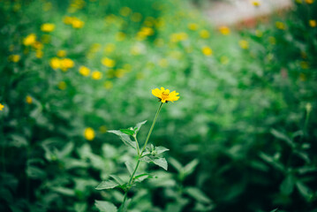 park garden flower green life