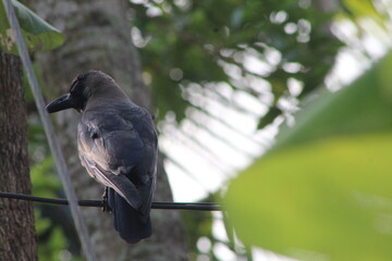 bird on a fence