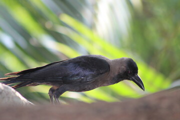 crow in the park