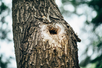 park garden flower green life