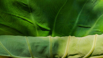 texture of a big green leaf