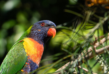 rainbow lorikeet close up 