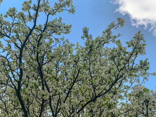 Blooming apple tree. Branch of apple blossom on a sunny spring day on blue sky background.