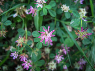 Obraz premium Close up of purple clover flower in pasture in spring.