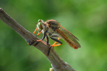 The Robber fly also called Assasin flies