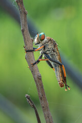 The Robber fly also called Assasin flies