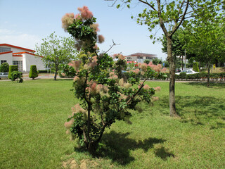 Flowering Smoketree or Cotinus against in Iran in spring.