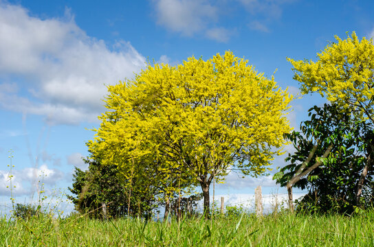 Landscape with trees in full  bloom
