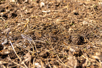 mulching soil with coniferous litter to protect against weathering and crusting