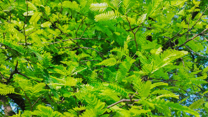 selective focus on green small leaves of tamarind