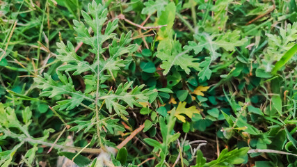 selective focus on green leaves on grass