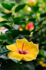 An Attractive Yellow Hibiscus (Malvaceae)