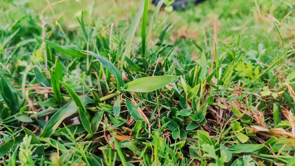 selective focus on green leaves of grass