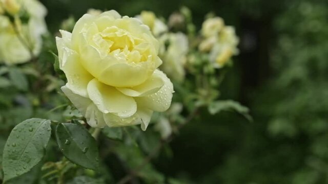 Delicate yellow rose bloom on a bush in the garden blowing in the wind with water drops on its leaves in close up and a blurred green outdoor background