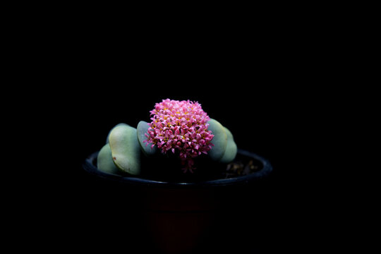 Suculentas en floracion