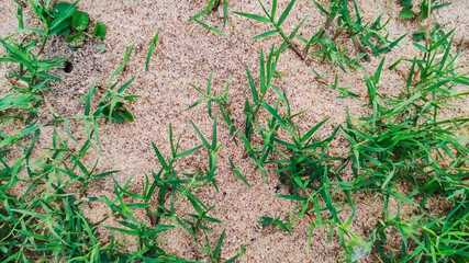 selective focus on green grass and white sand