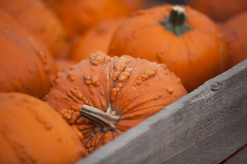 Pumpkin close up
