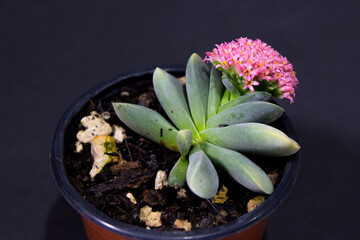 Suculenta en floracion