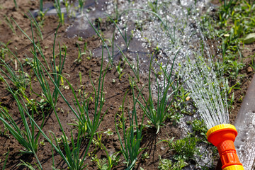 Young onions grow in the garden in the spring. Fresh onion greens in the garden. Streams of water from a watering can water green onion stalks.