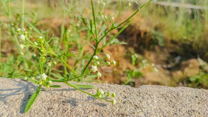 selective focus on wild flower in forest