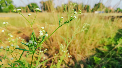 selective focus on wild flower in forest