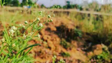 selective focus on wild flower in forest