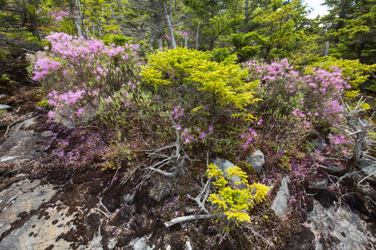 Pink flowers of rhodora near summit of Mt. Kearsarge.