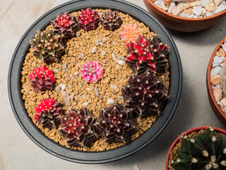 Photos of beautiful cactus in florist.