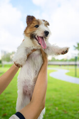 Jack Russell Terrier picked up high