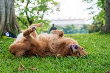 Golden retriever rolling on the grass