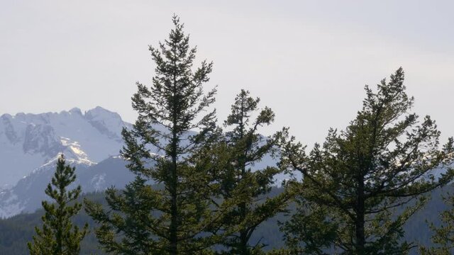 Close up Pine Trees with Snowy Mountain Background. Static.