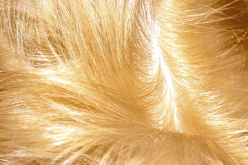 Blond shiny hair abstract background texture. Macroshot