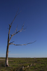 dead tree in a ghost town