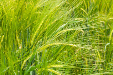 ears of two-row barley with long spikes