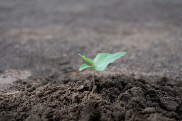 Seedling of growth plant green leaf on a pile of soil. The concept of reforestation to save the earth. Save The world or Earth Day