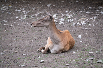 Red deer female resting on the ground.