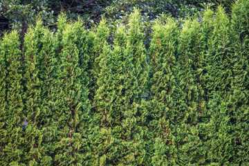 Fototapeta na wymiar Green Hedge of Thuja Trees, Green hedge of the Tui tree, nature, background