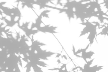 Blurred overlay effect for photo. Gray shadow of the maple tree leaves on a white wall. Abstract neutral nature concept blurred background. Space for text