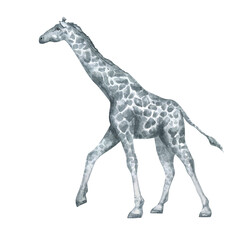Watercolor Southern giraffe. Wild African tall animal in black and white color. Savannah animals in minimalist style for posters, card, decoration, scrapbooking.   