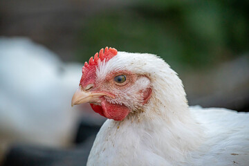 Young white hens walk in the courtyard of a village house close up