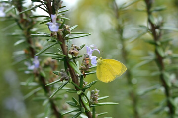Yellow butterfly on a rosemary flower