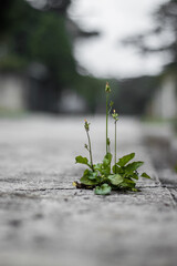 Flor en la calle
