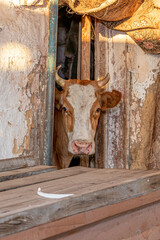 A cow's head looks out of a village barn