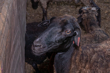 Young black sheep. In the courtyard of a village house